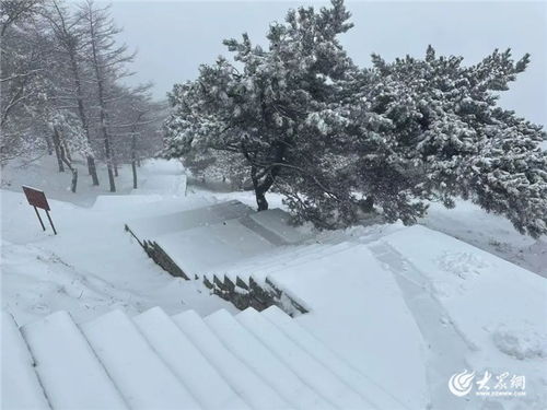 泰山积雪深度近20厘米，暴雪量级的雪景盛况