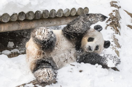 熊猫雪中嬉戏，意外创造椰蓉面包奇景