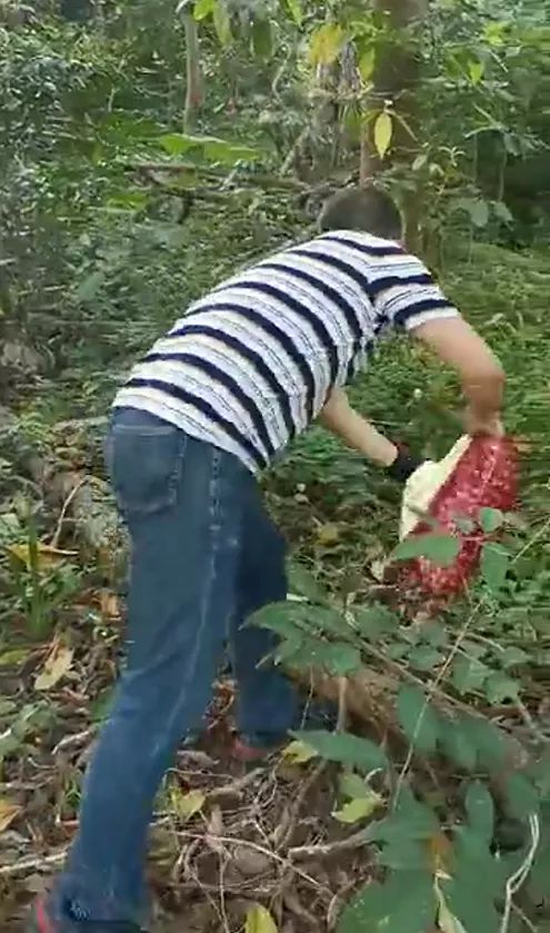 男子散步偶遇青蛇咬伤，忍痛拍照记录惊险瞬间